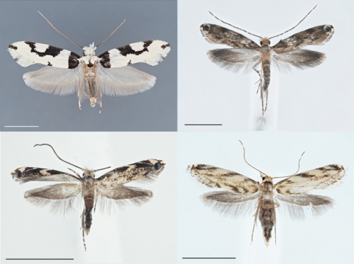 小笠原諸島から新たに4新種を含む小蛾類を発見 | 研究成果 | 九州大学